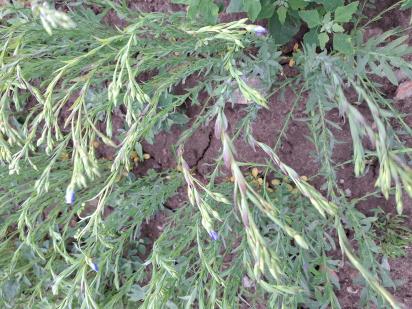 Click for 2 image(s) for this accession.